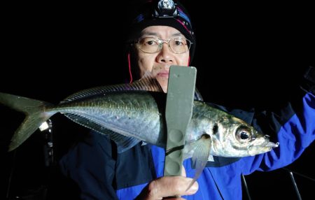 シースナイパー海龍 釣果