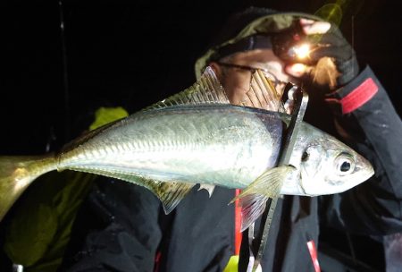 シースナイパー海龍 釣果