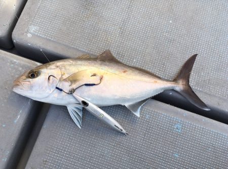 渡船屋たにぐち 釣果