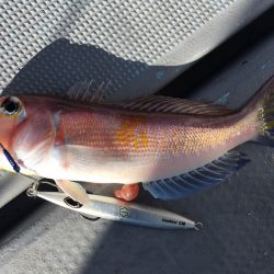 渡船屋たにぐち 釣果