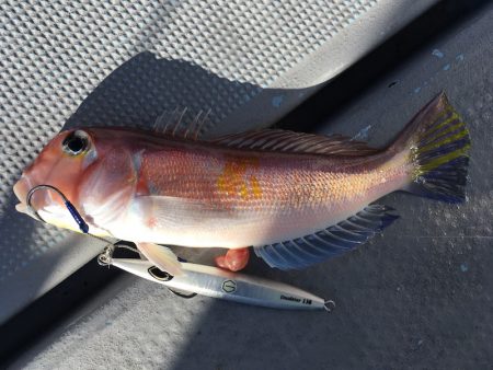 渡船屋たにぐち 釣果