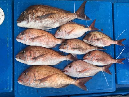 釣鯛洋 釣果