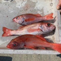 ぽん助丸 釣果