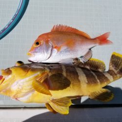 アマテラス 釣果