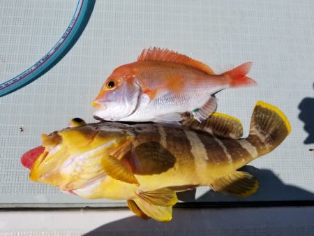 アマテラス 釣果