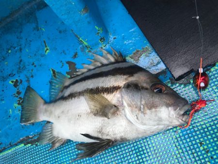 太平丸 釣果