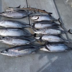 渡船屋たにぐち 釣果