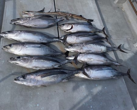 渡船屋たにぐち 釣果