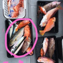 渡船屋たにぐち 釣果