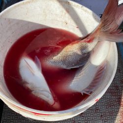 龍神丸（鹿児島） 釣果