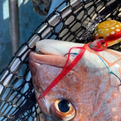 龍神丸（鹿児島） 釣果