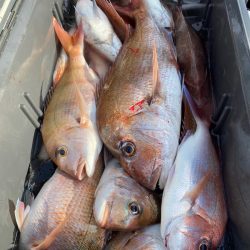 龍神丸（鹿児島） 釣果