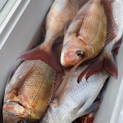 龍神丸（鹿児島） 釣果