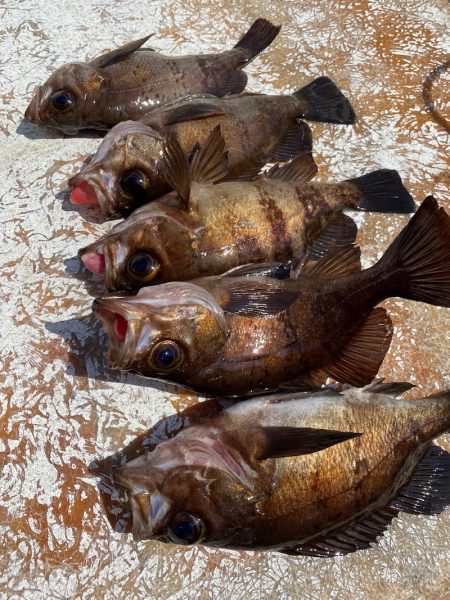 美宝丸 釣果