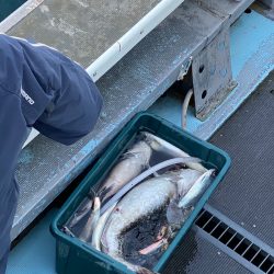 シーランチ 釣果