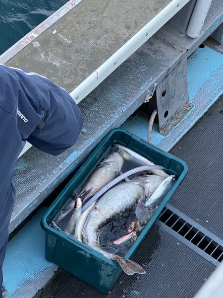 シーランチ 釣果