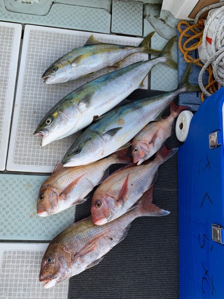 さくら丸 釣果