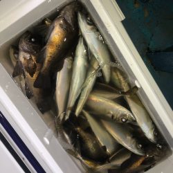 ヤザワ渡船 釣果