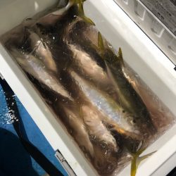 ヤザワ渡船 釣果