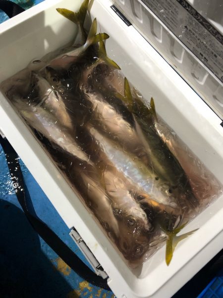 ヤザワ渡船 釣果