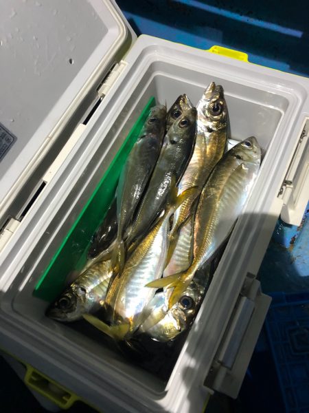 ヤザワ渡船 釣果