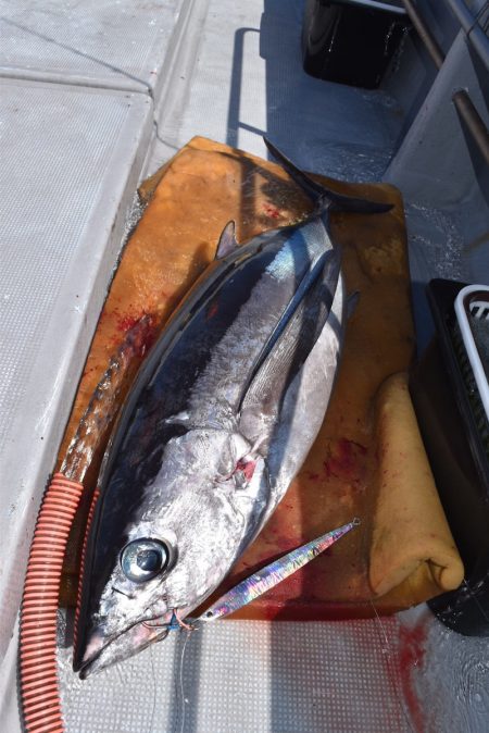 渡船屋たにぐち 釣果