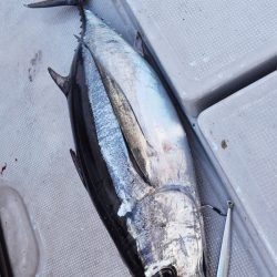 渡船屋たにぐち 釣果