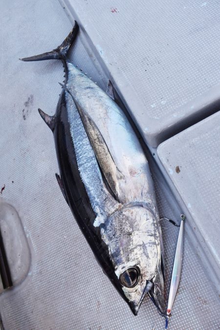 渡船屋たにぐち 釣果