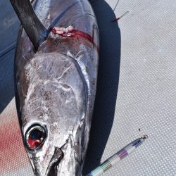 渡船屋たにぐち 釣果