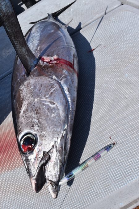 渡船屋たにぐち 釣果