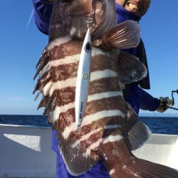 渡船屋たにぐち 釣果