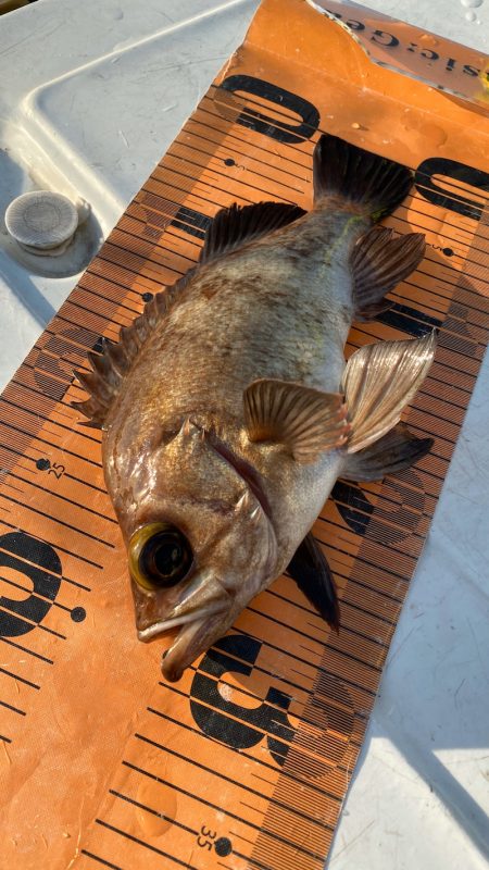 釣人家 釣果