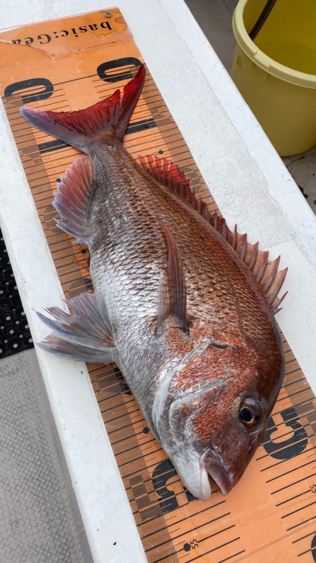 釣人家 釣果