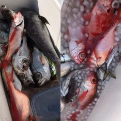 もと明丸 釣果