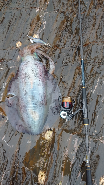 外出自粛要請ですが 長崎 対馬 エギング アオリイカ 陸っぱり 釣り 魚釣り 釣果情報サイト カンパリ