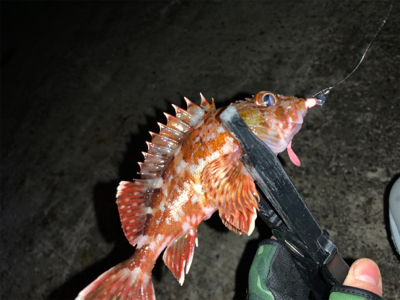 今年はダメダメ釣行