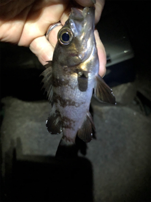 久しぶりな釣り