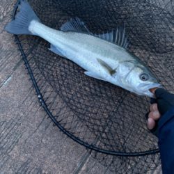 単発も釣果は続く