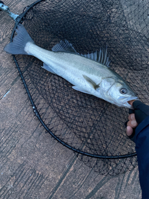 単発も釣果は続く