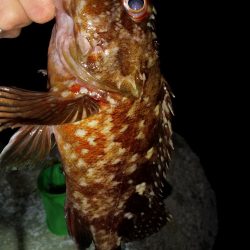 小魚食べてました