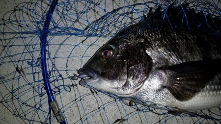 汽水魚は好活性 兵庫県 瀬戸内海側 垂水漁港 ロックフィッシュ ルアー クロダイ チヌ 陸っぱり 釣り 魚釣り 釣果情報サイト カンパリ