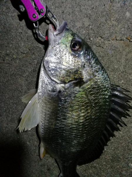 南港へち釣行 （2020/04/18 南港ヘチ釣り　キビレチヌ（36.5cm）釣果有り）