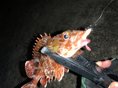 今年はダメダメ釣行