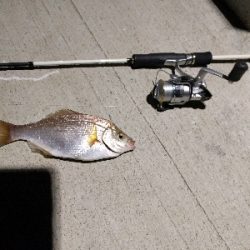 夜釣りにて