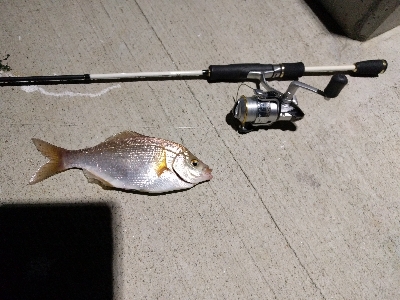 夜釣りにて