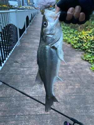 単発も釣果は続く