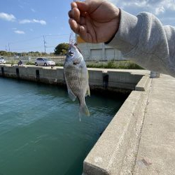 姫路西部 アジ サビキ 陸っぱり 釣り 魚釣り 釣果情報サイト カンパリ