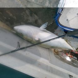 久し振りのウキ流し釣りとジギング、小型船で青島遠征