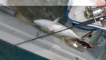 久し振りのウキ流し釣りとジギング、小型船で青島遠征