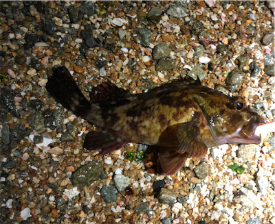 とあるサーフの根魚